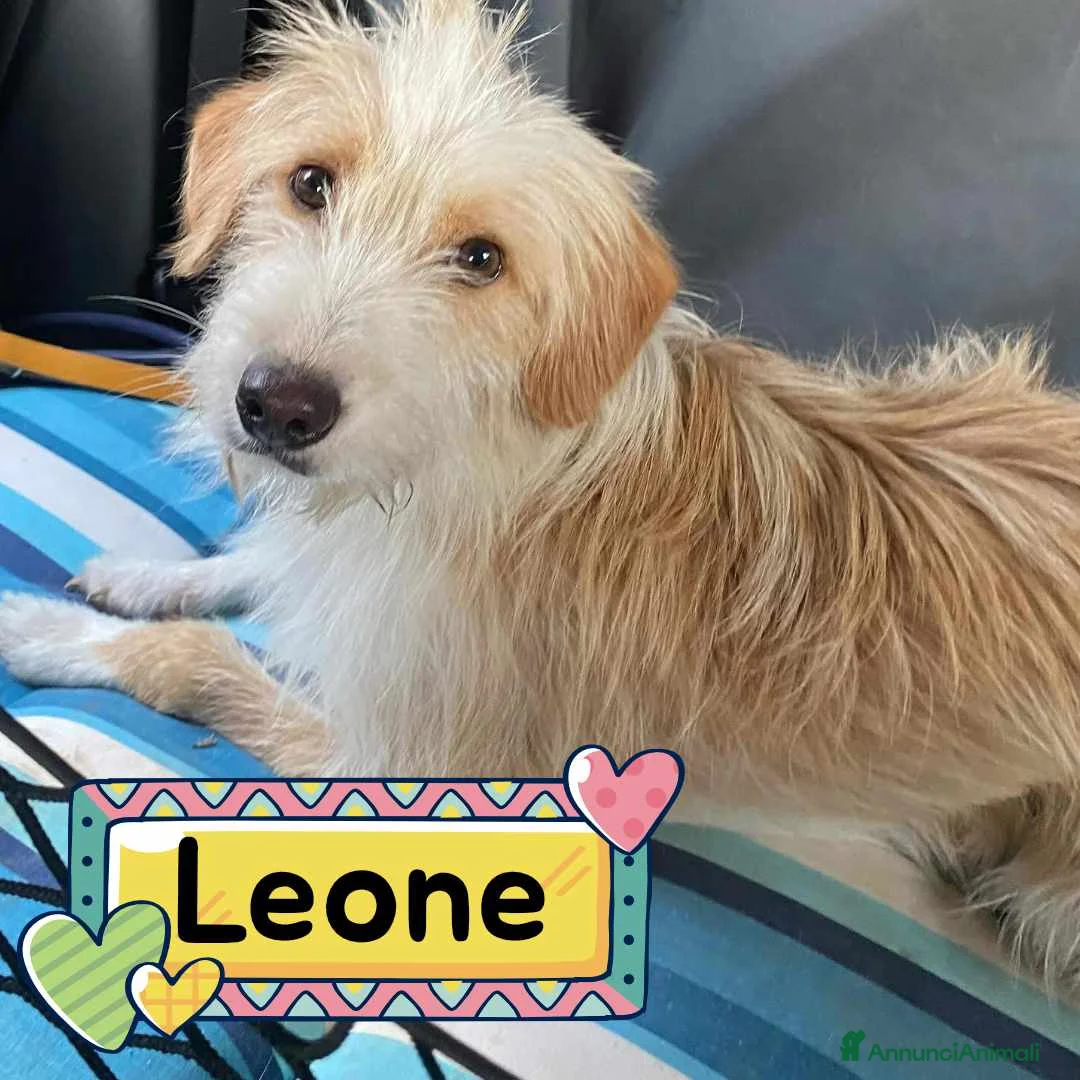 Meticcio cani in regalo: LEONE dolcissimo spinoncino in adozione Latina - Annuncio 1