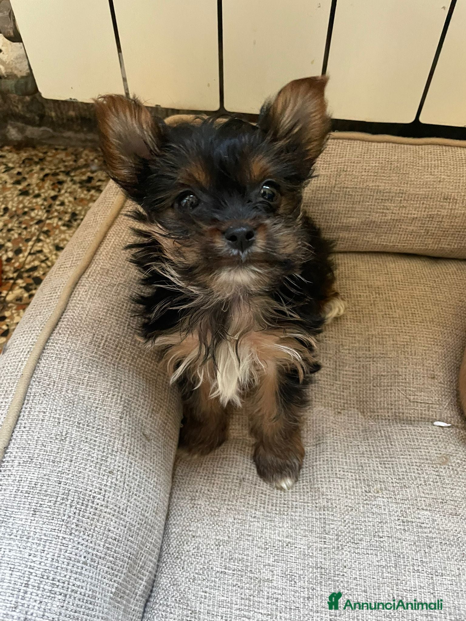 Yorkshire cani Cucciola  - Annuncio 1