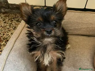 Yorkshire cani Cucciola - Annuncio 24