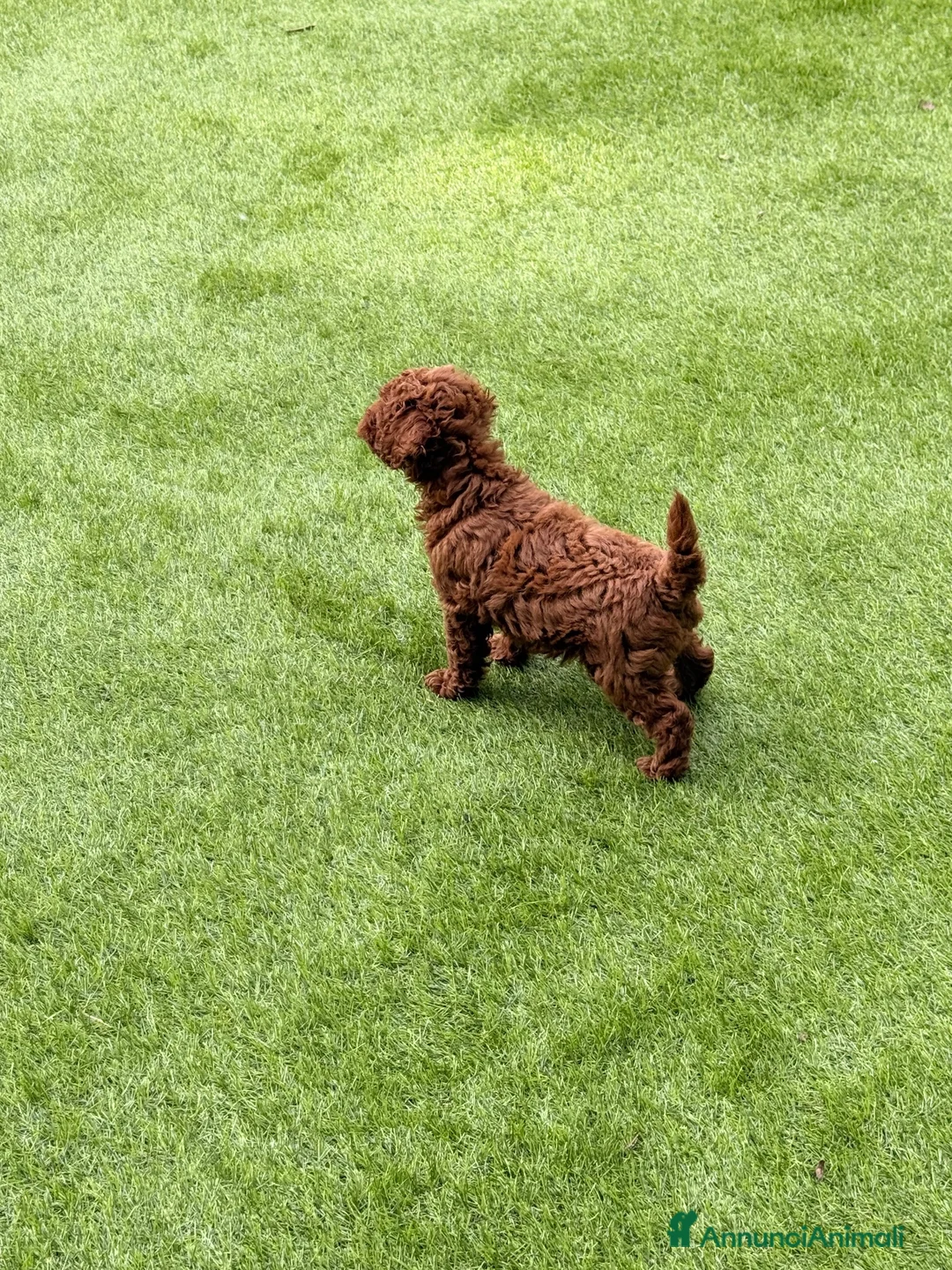 Barboncino cani in vendita: Cuccioli di barboncino  - Annuncio 2