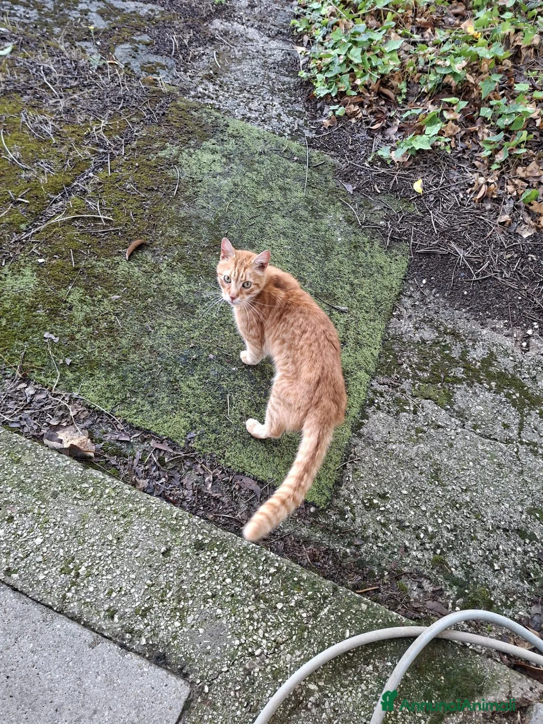 Meticcio gatti in regalo: Gatte randagie in adozione - Annuncio 4