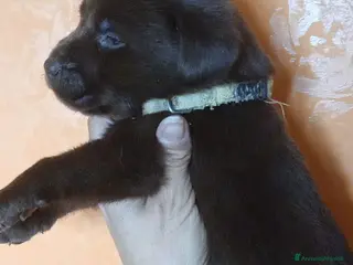 Labrador cani Labrador con pedigree - Annuncio 1