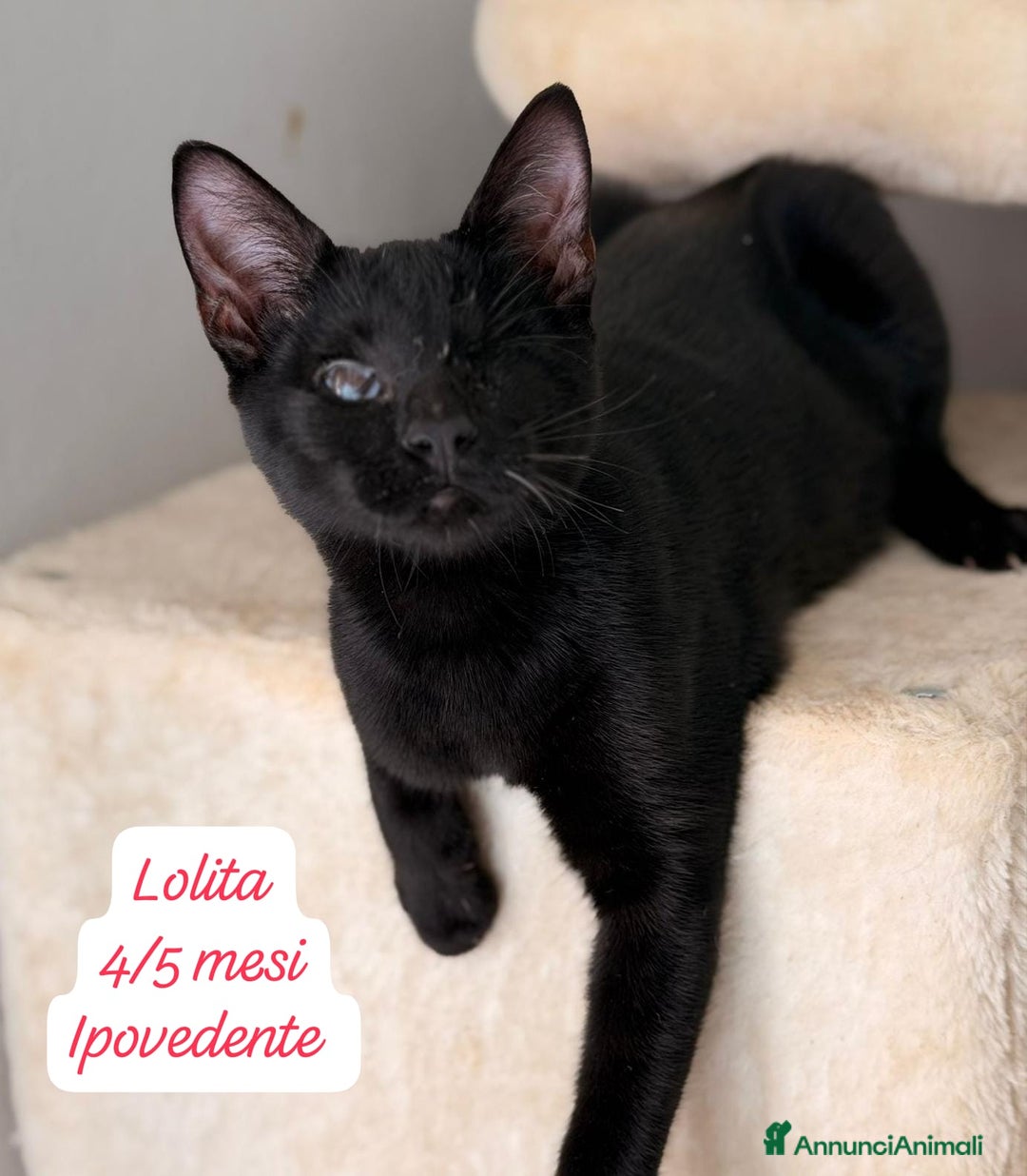 Altre razze gatti in regalo: S.o.s. gattini da salvare  - Annuncio 3