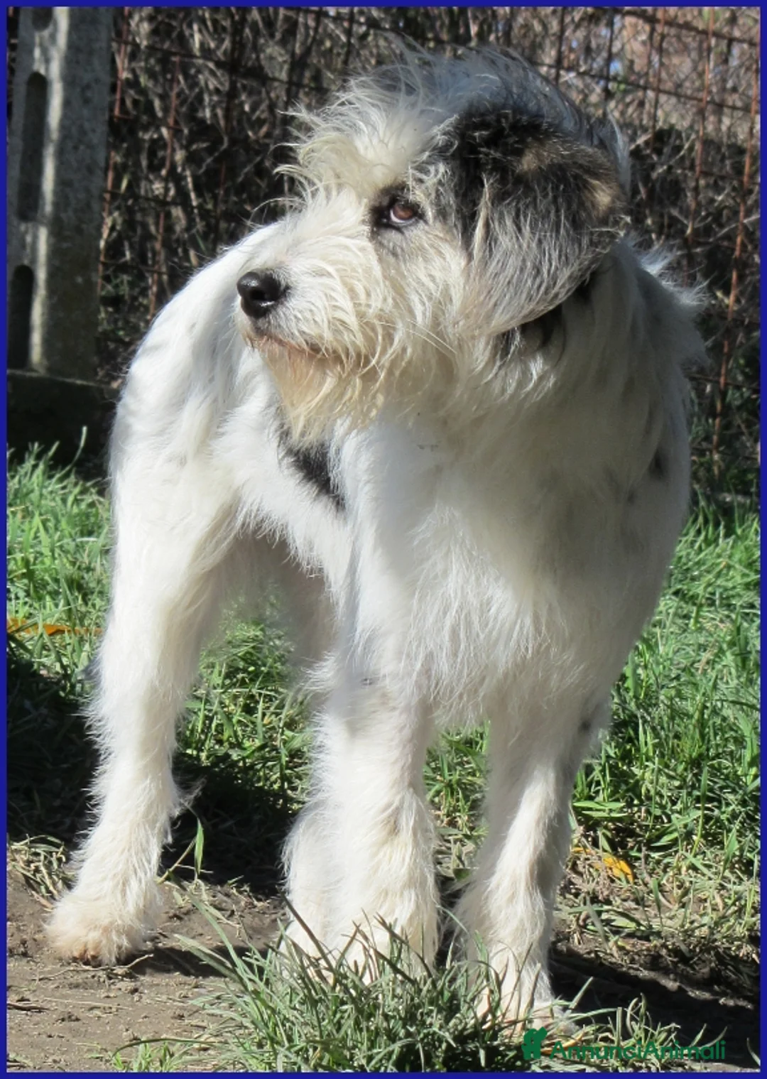 Meticcio cani in regalo: MANNAGGIA CUCCIOLONA SIMIL SPINONCINA - Annuncio 11