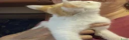 Meticcio gatti in regalo: GATTINA DOLCISSIMA a Provincia di Pavia - Annuncio 3