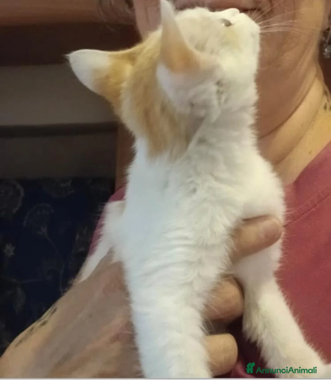 Meticcio gatti in regalo: GATTINA DOLCISSIMA a Provincia di Pavia - Annuncio 3