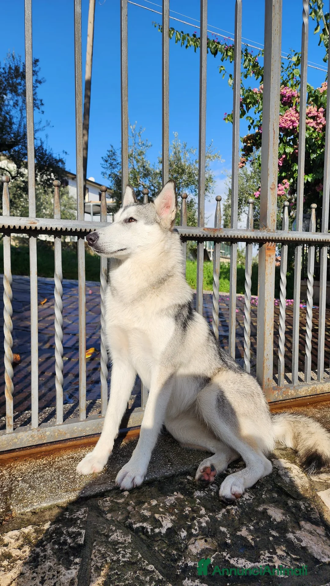 Lupo Cecoslovacco cani in vendita: Cane Lupo Cecoslovacco - Annuncio 4