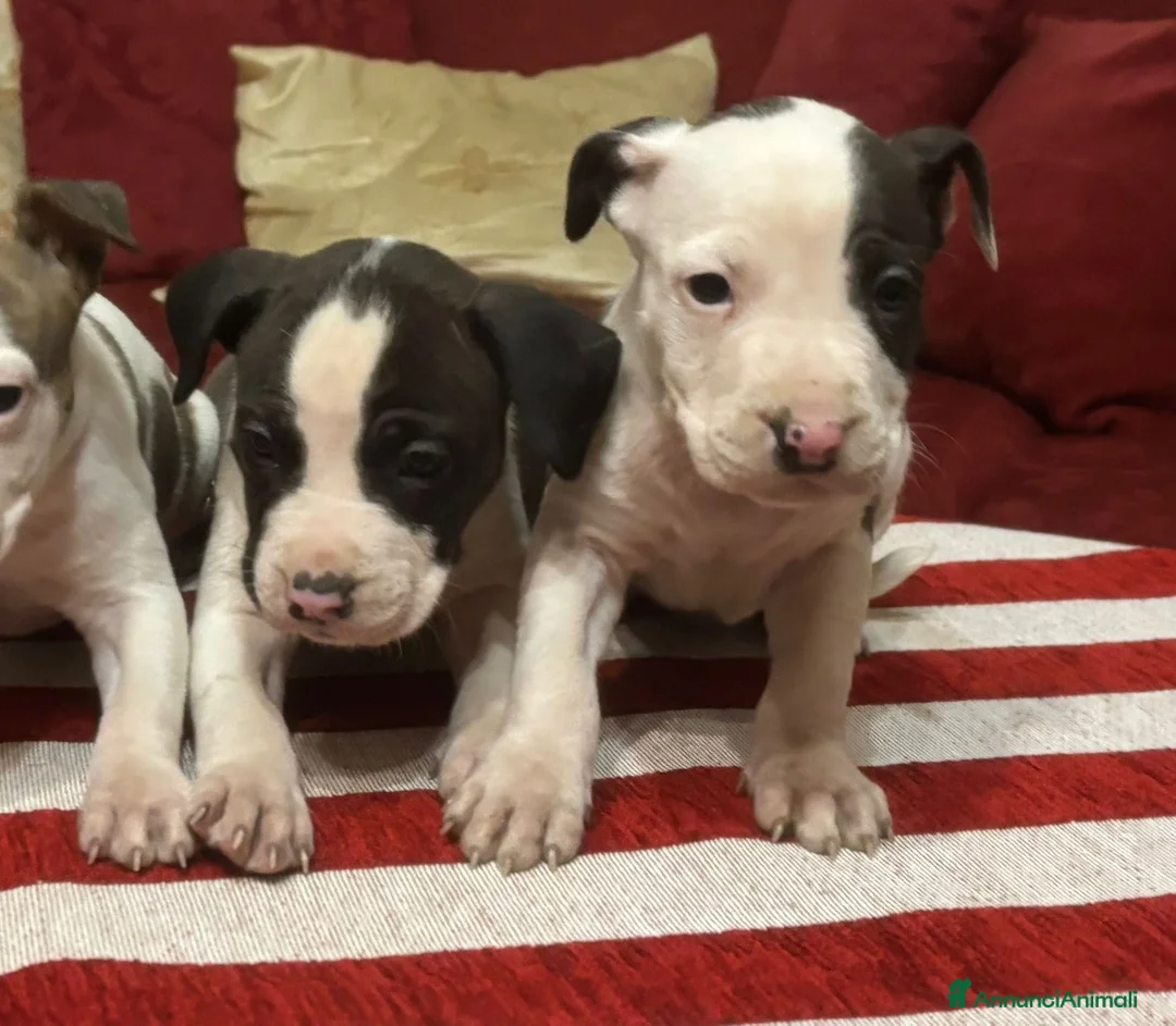 American Staffordshire cani in vendita: Cuccioli Amstaff con pedigree enci  - Annuncio 3