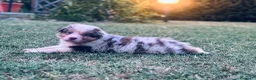 Australian Shepherd cani in vendita: Cuccioli pastore australiani - Annuncio 6