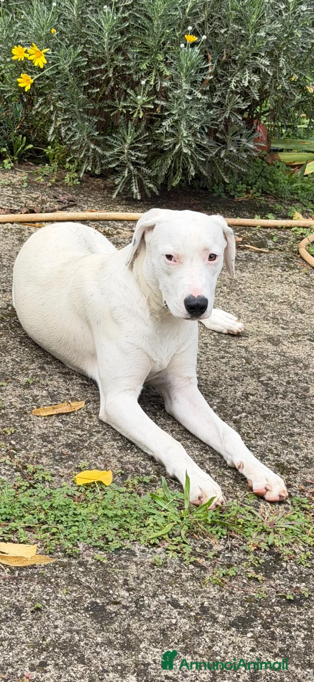 Meticcio cani in regalo: Alys  - Annuncio 3