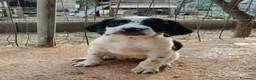 Setter Inglese cani in vendita: Setter inglese  - Annuncio 5