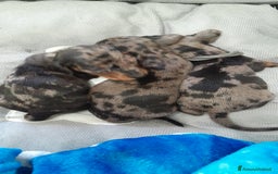 Bassotto cani in vendita: Cuccioli di bassotto a pelo corto  a Provincia di Vercelli - Immagine 6