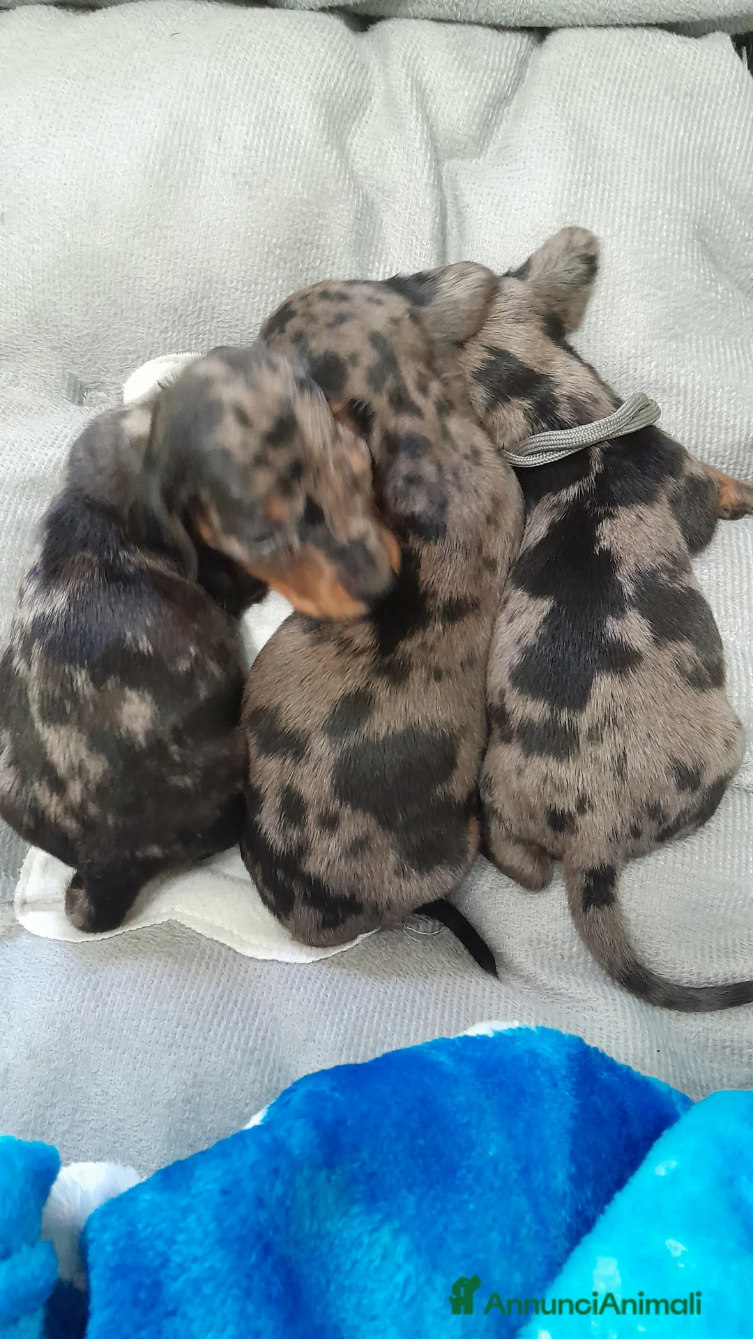 Bassotto cani in vendita: Cuccioli di bassotto a pelo corto  a Provincia di Vercelli - Annuncio 6