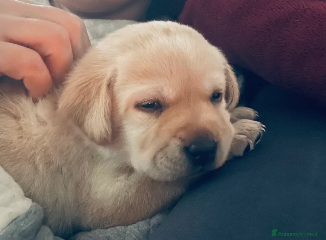 Labrador cani in vendita: Cuccioli di Labrador  - Annuncio 5