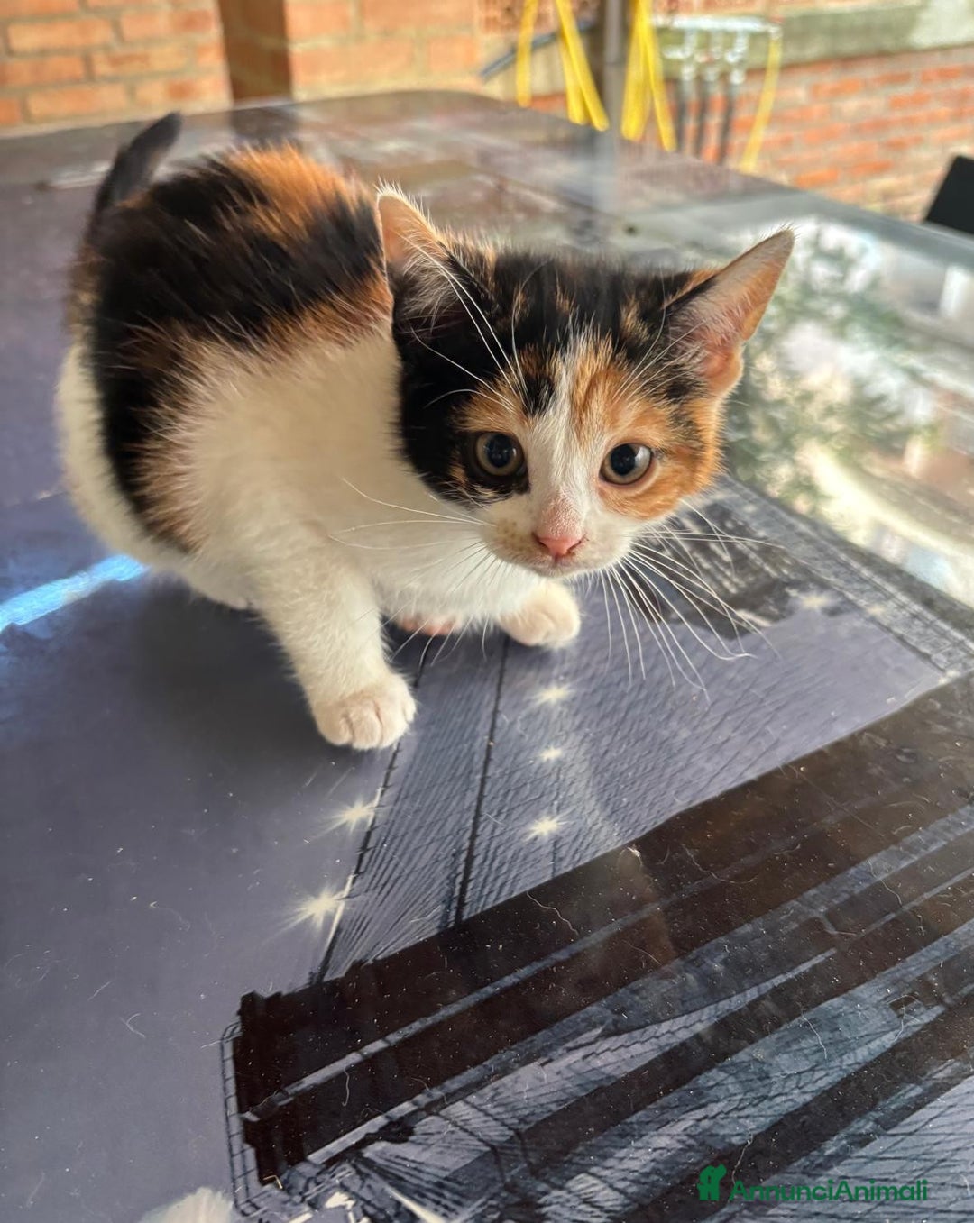 Europeo gatti in regalo: Gattini nati in casa - Annuncio 3