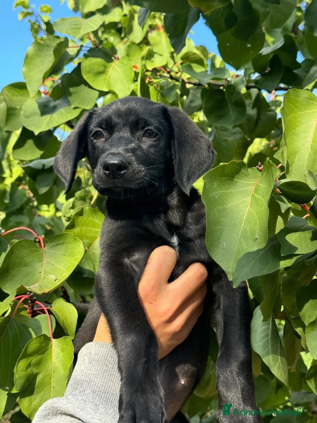 Meticcio cani in regalo: Snoopy bellissimo cucciolo nero  - Annuncio 5