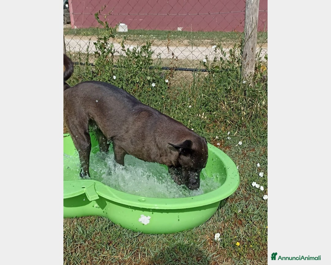 Meticcio cani in regalo: Alma dolcissima simil labrador nera Cane Femmina a Latina - Annuncio 7