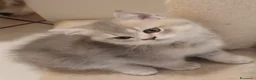 Scottish gatti in vendita: Cuccioli Straight/Fold  - Annuncio 14