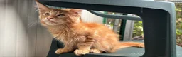 Maine Coon gatti in vendita: Maschietto rosso di maine coon - Annuncio 1
