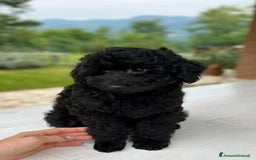 Barboncino Toy cani in vendita: Barboncino Nero Pedigree Enci  - Immagine 3
