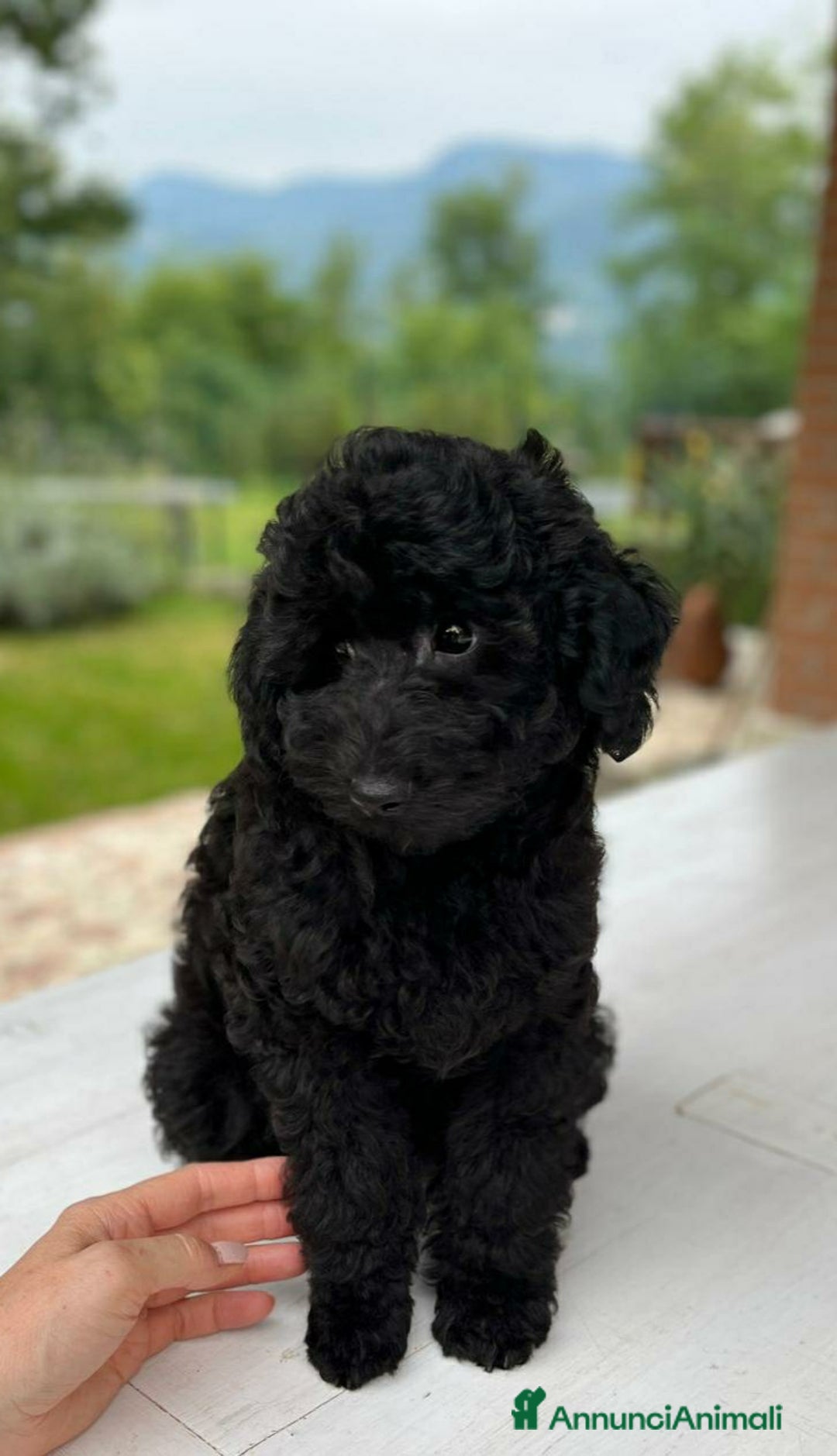 Barboncino Toy cani in vendita: Barboncino Nero Pedigree Enci  - Immagine 3