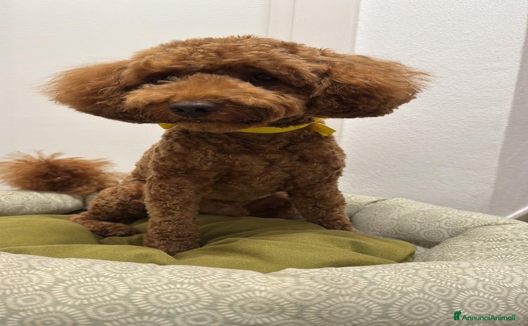 Barbone cani a Provincia di Vicenza - Annuncio 5