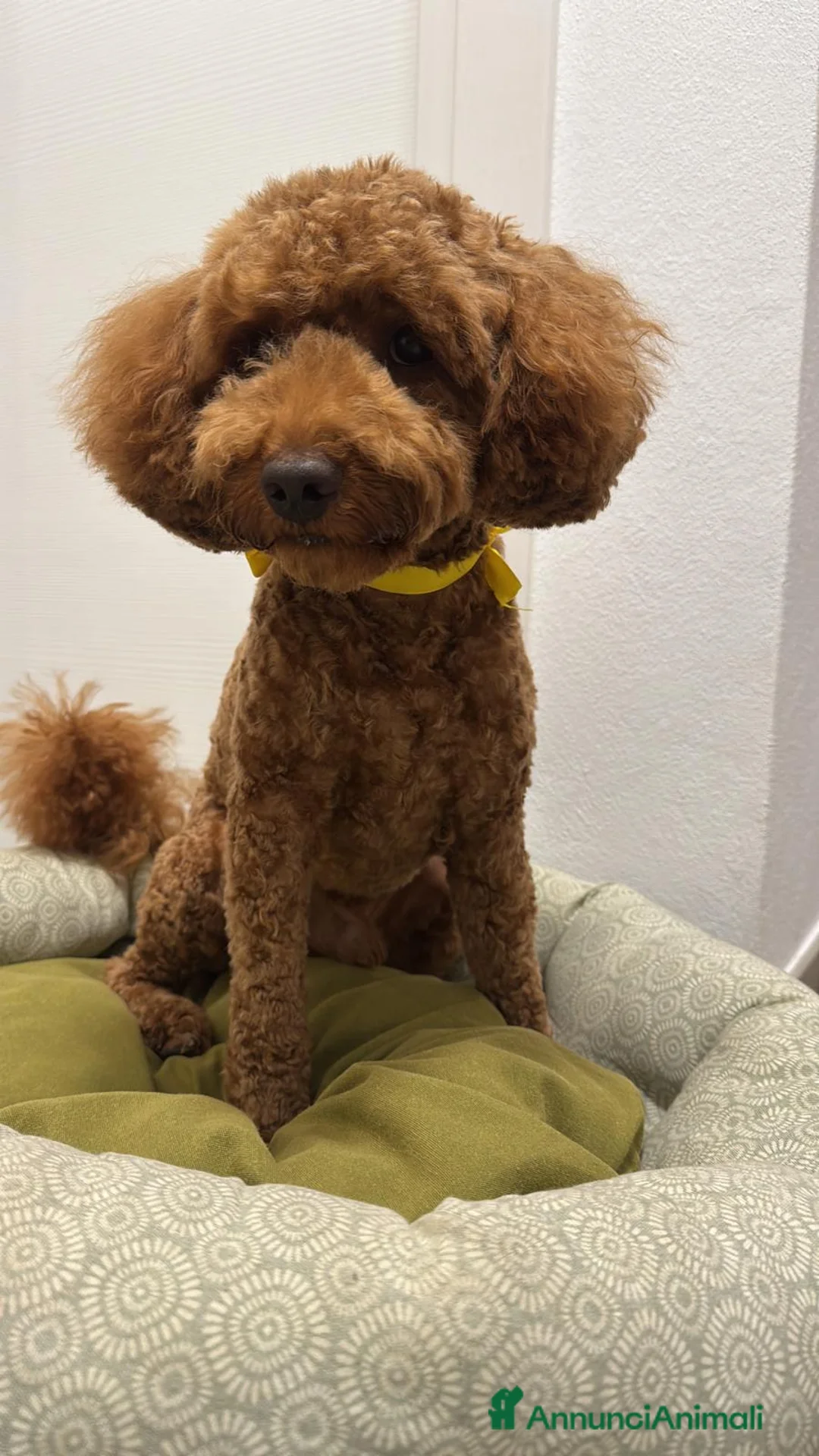 Barbone cani per accoppiamento: Barbone MEDIO cerca compagna a Provincia di Vicenza - Annuncio 1