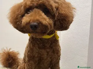 Barbone cani Barbone MEDIO cerca compagna - Annuncio 1