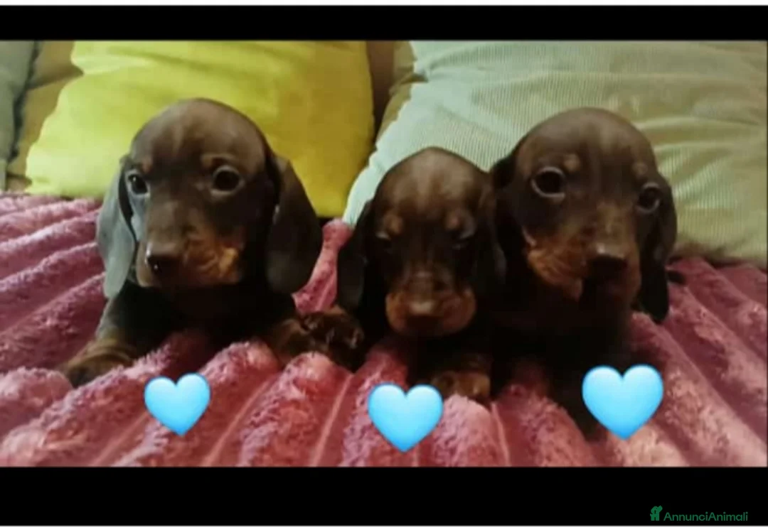 Bassotto cani in vendita: Maschietti di bassotto Pedigree Enci disponibili  - Annuncio 2