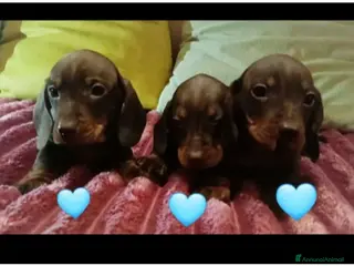 Bassotto cani Maschietti di bassotto Pedigree Enci disponibili - Annuncio 1