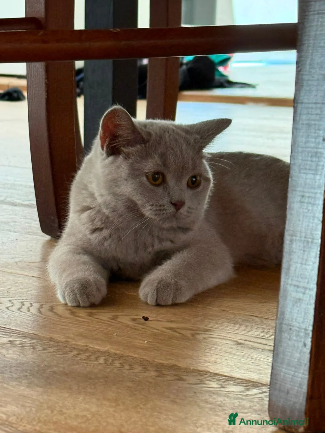 British gatti in vendita: Quattro piccoli British cercano casa 🐾 - Annuncio 2