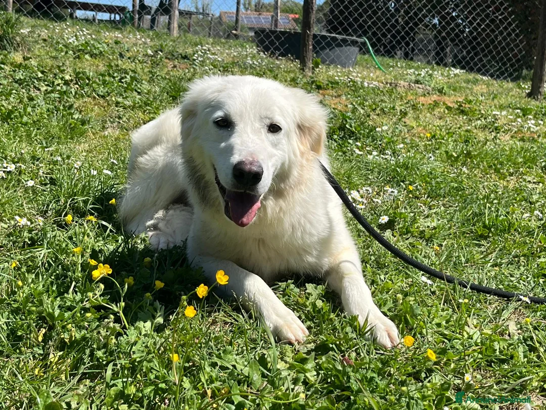 Meticcio cani in regalo: MARY ABBANDONATA COME SPAZZATURA HA BISOGNO DI TE - Annuncio 4