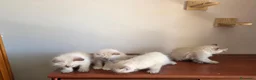 Siberiano gatti in vendita: Cuccioli Neva Masquerade - Annuncio 3