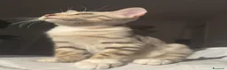Bengala gatti in vendita: Cuccioli bengala  a Provincia della Spezia - Annuncio 18
