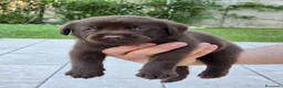 Labrador cani in vendita: Labrador Retriever Cioccolato  a Provincia di Brescia - Annuncio 7