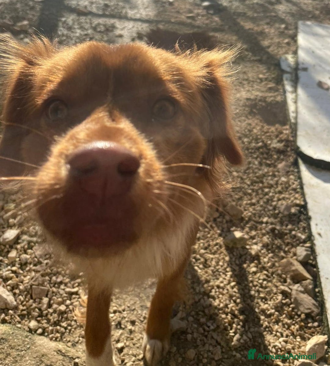 Meticcio cani in regalo: TAGLIE PICCOLE : MEMOLE E CANGU - Annuncio 5