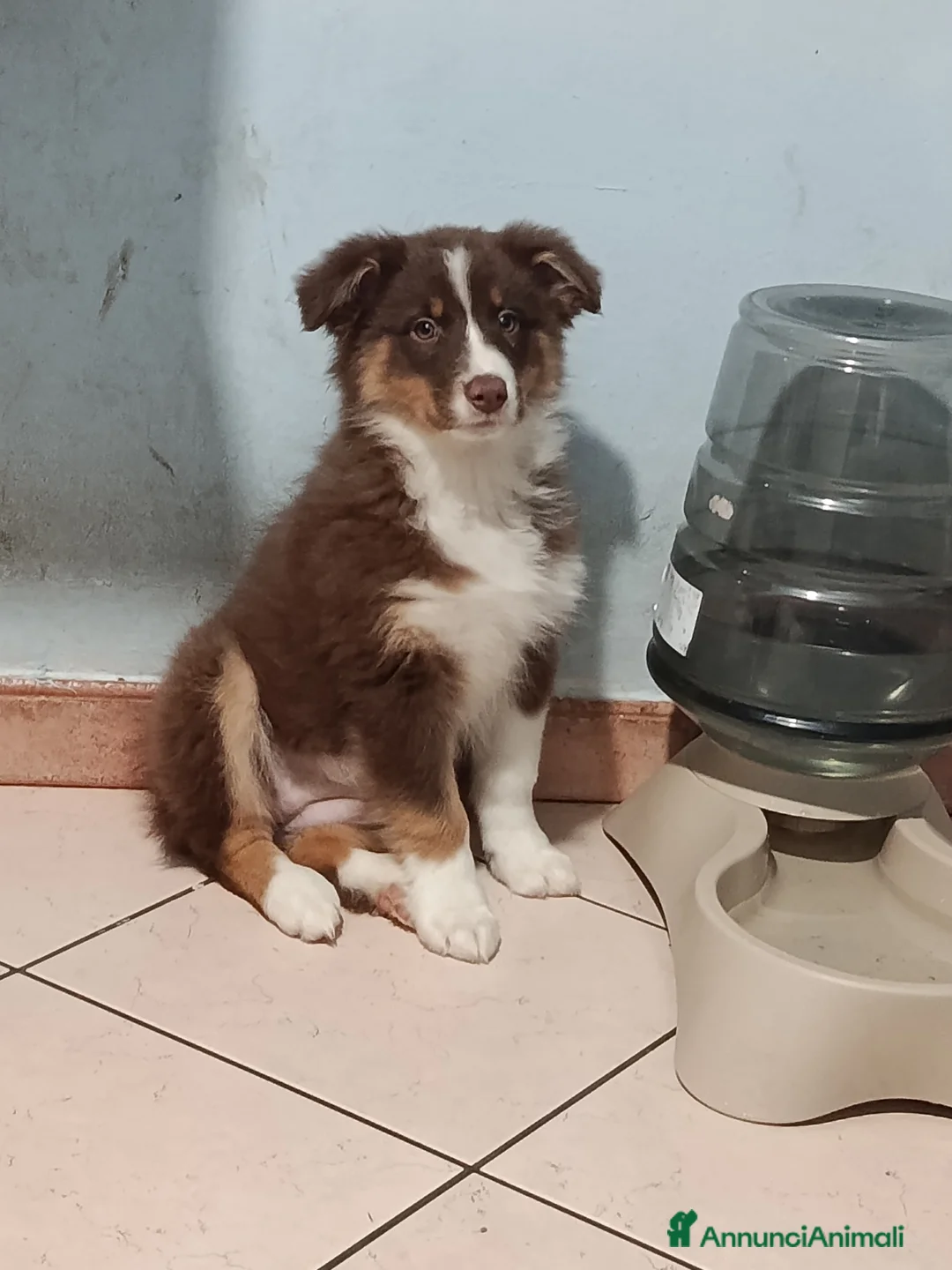 Australian Shepherd cani in vendita: Cucciole pastore australiano  - Annuncio 2