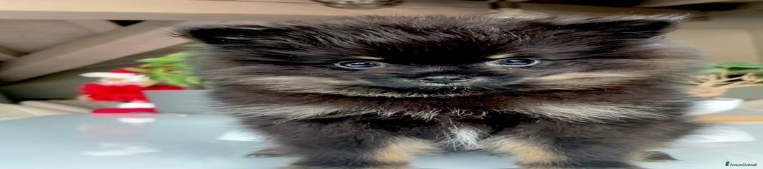 Volpino Pomerania Cucciolo 2