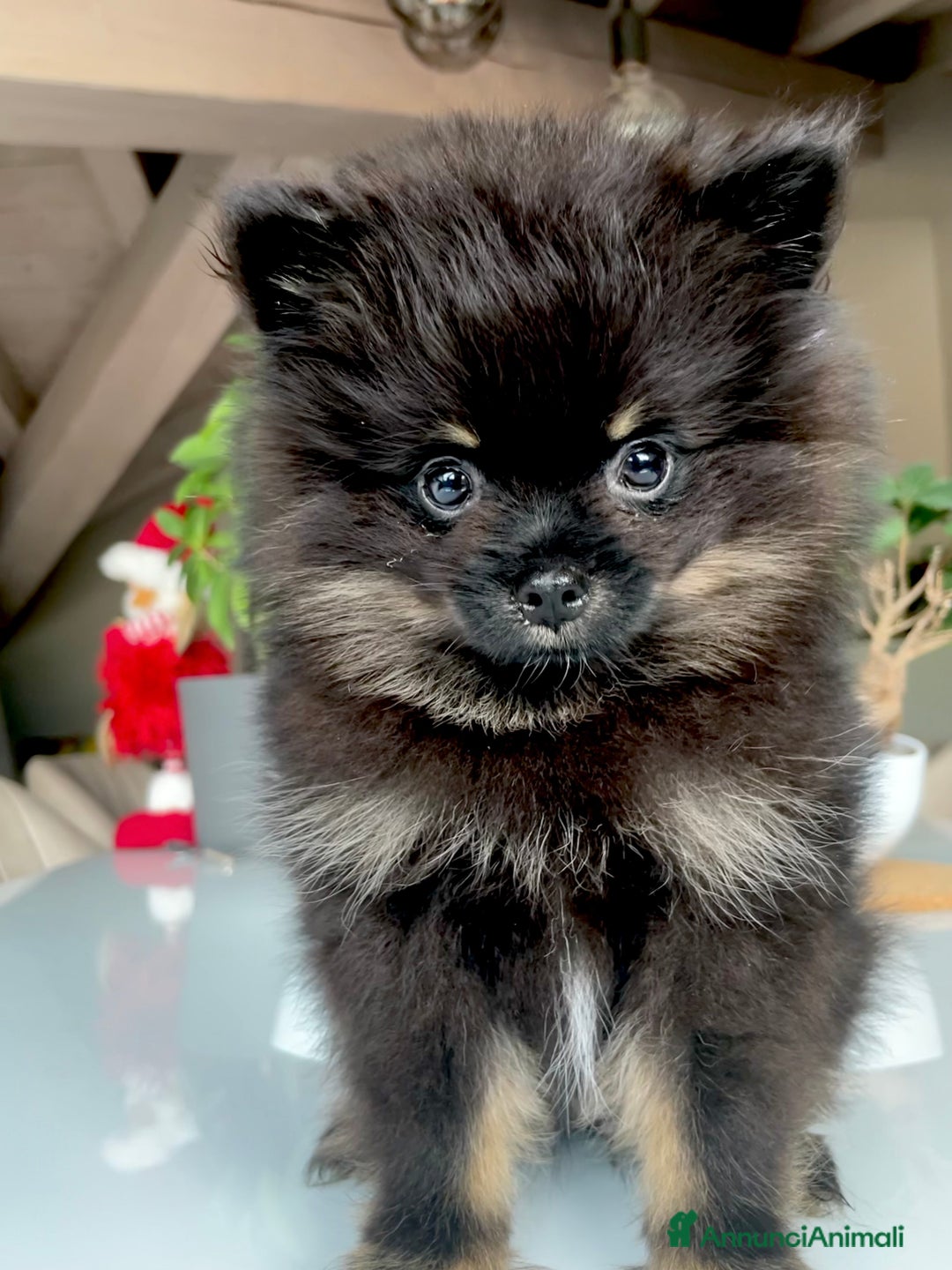 Volpino Pomerania cani in vendita: Cuccioli di volpino di pomerania a Provincia di Brescia - Immagine 2