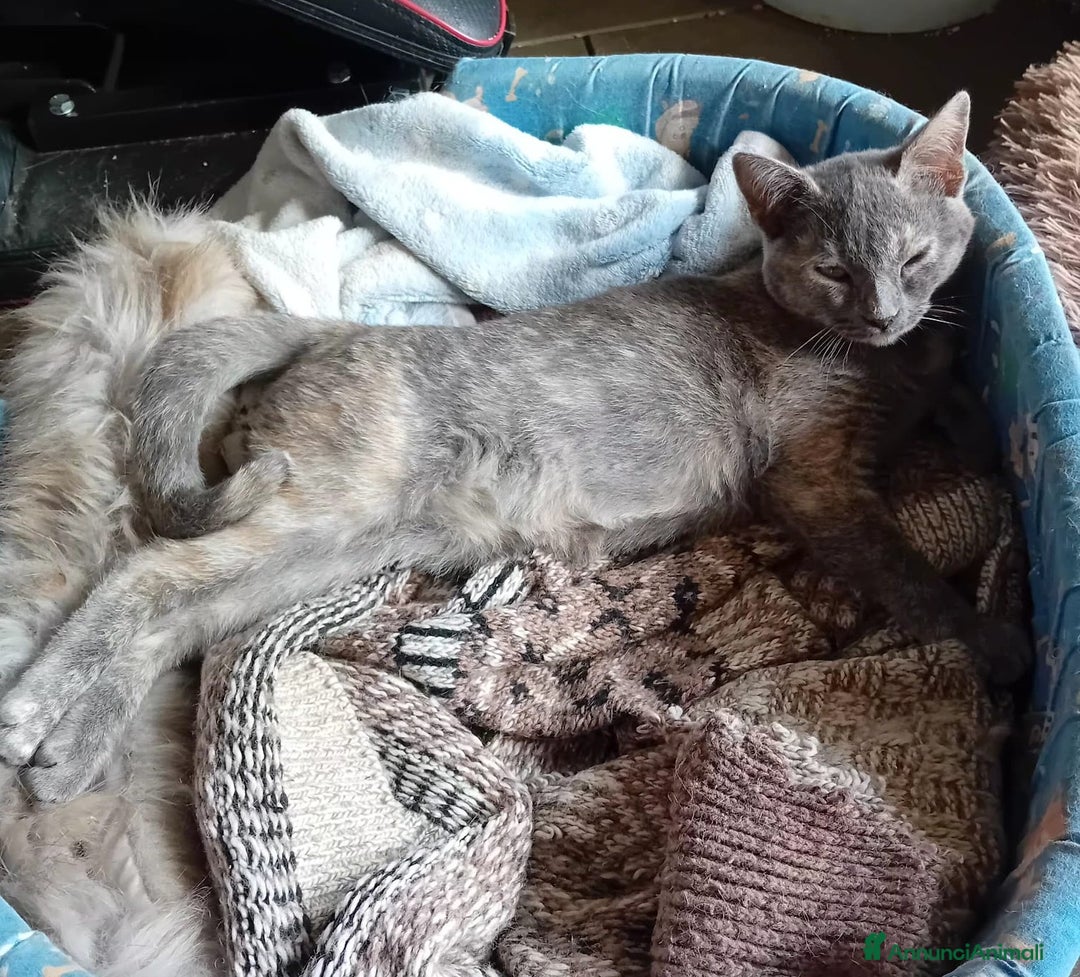 Meticcio gatti in regalo: EHI MI ADOTTI? - Annuncio 3