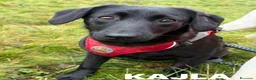 Meticcio cani in regalo: LAJKA e KAJLA, dolci cucciole invisibili. - Annuncio 4
