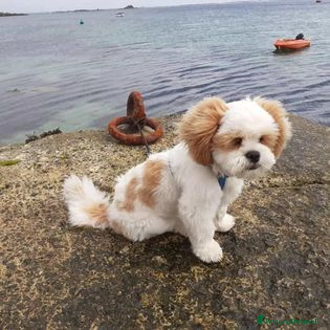 Immagine della galleria {{count}}