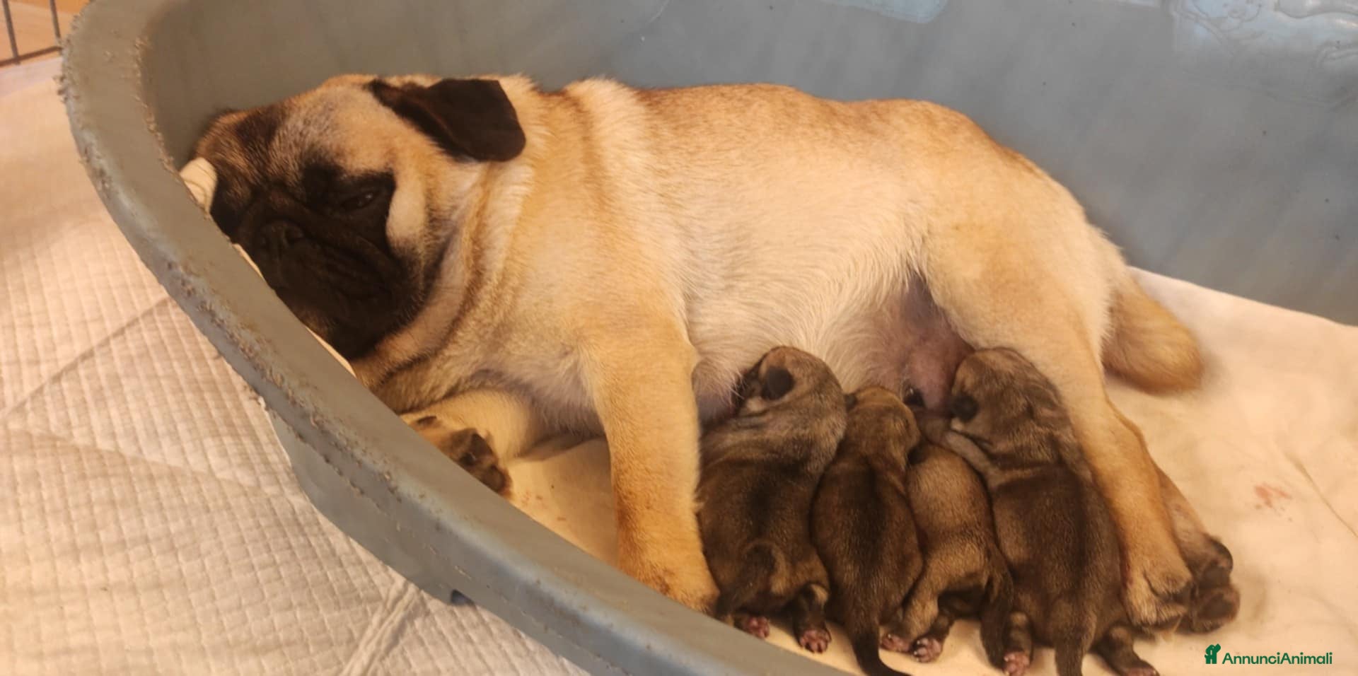 Carlino cani Carlino- Cucciolo Allevamento ENCI-FCI - Annuncio 2