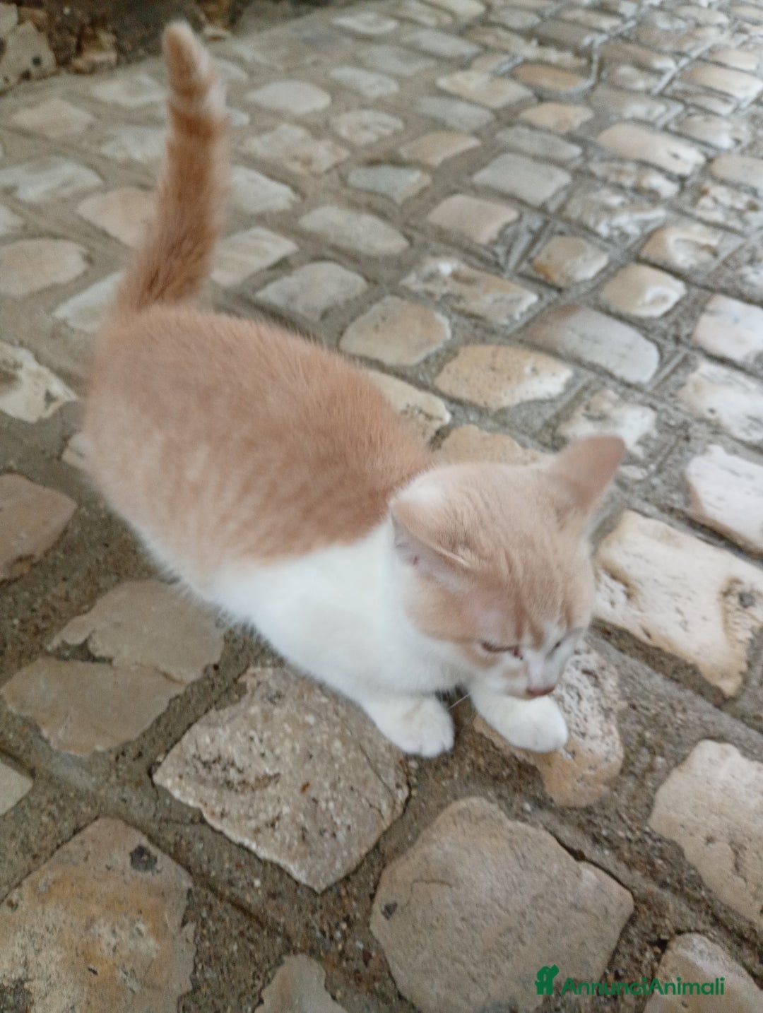 Europeo gatti in regalo: Kitten 4 month old need a new home - Annuncio 3