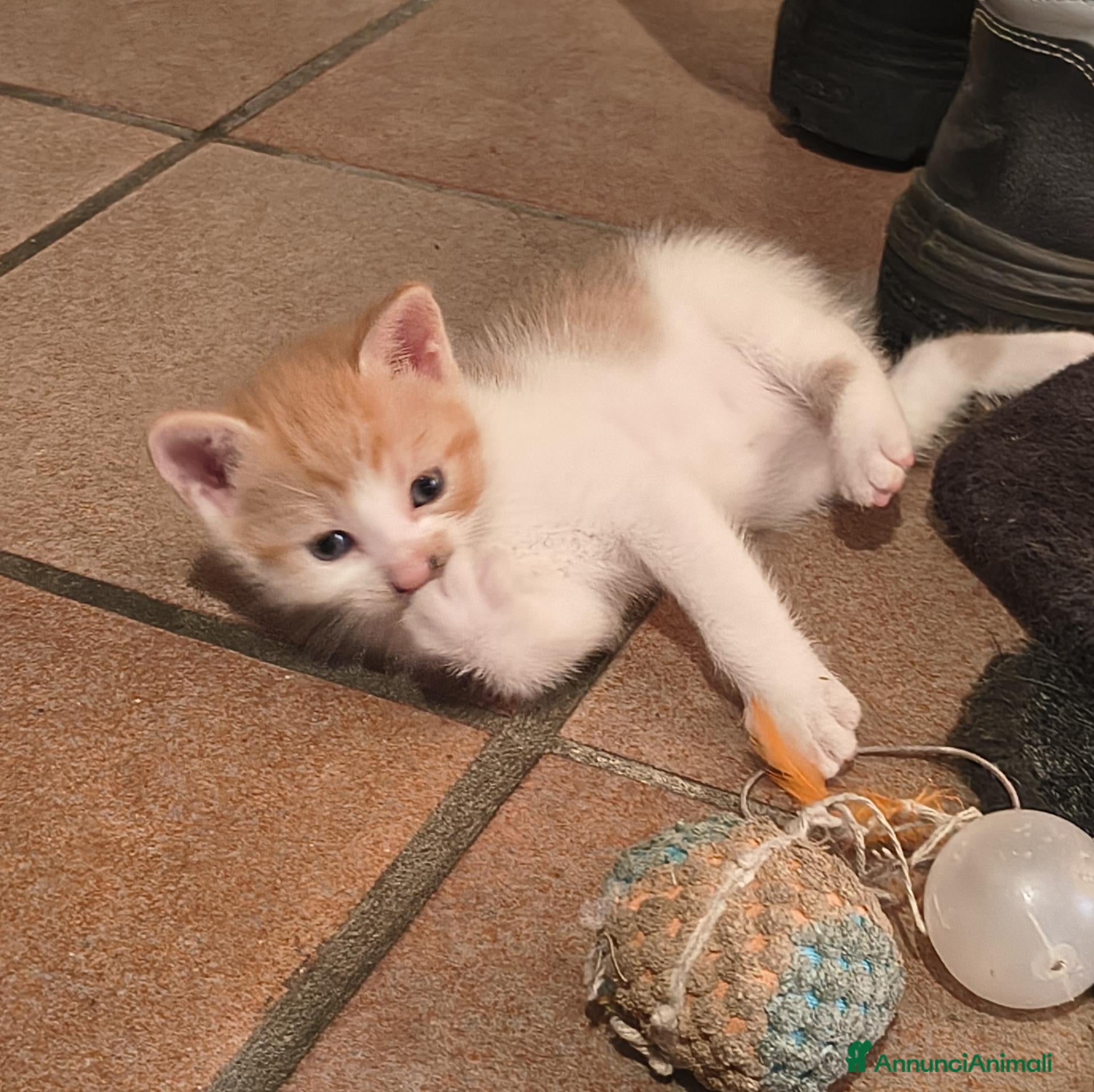 Europeo gatti GATTINO 2 MESI - Annuncio 22