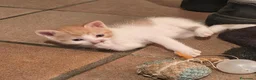 Europeo gatti in regalo: GATTINO 2 MESI a Provincia di Varese - Annuncio 1