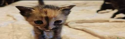 Altre razze gatti in regalo: Adorabili gattini cercano casa  a Libero consorzio comunale di Caltanissetta - Annuncio 3