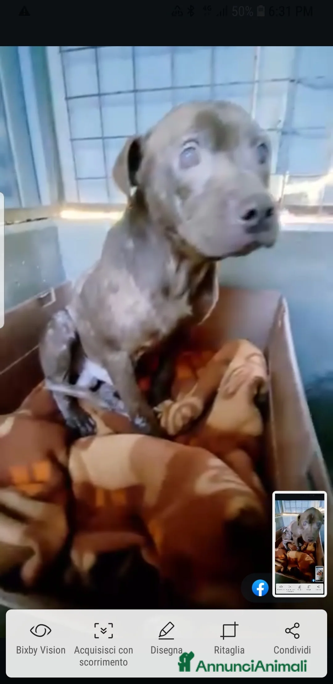 Pitbull cani in regalo: ADOZ.DE💔:che vita ha fatto?Ecco cosa resta di1pit - Annuncio 2