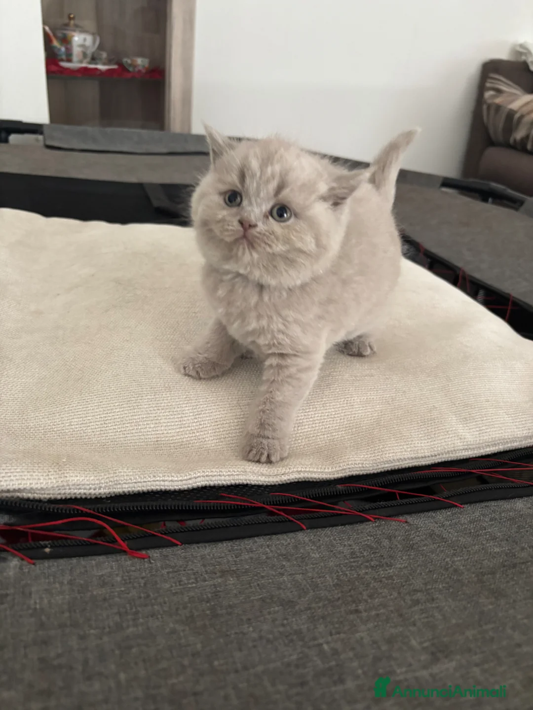 British gatti in vendita: Cuccioli British shorthair  a Provincia di Como - Annuncio 2