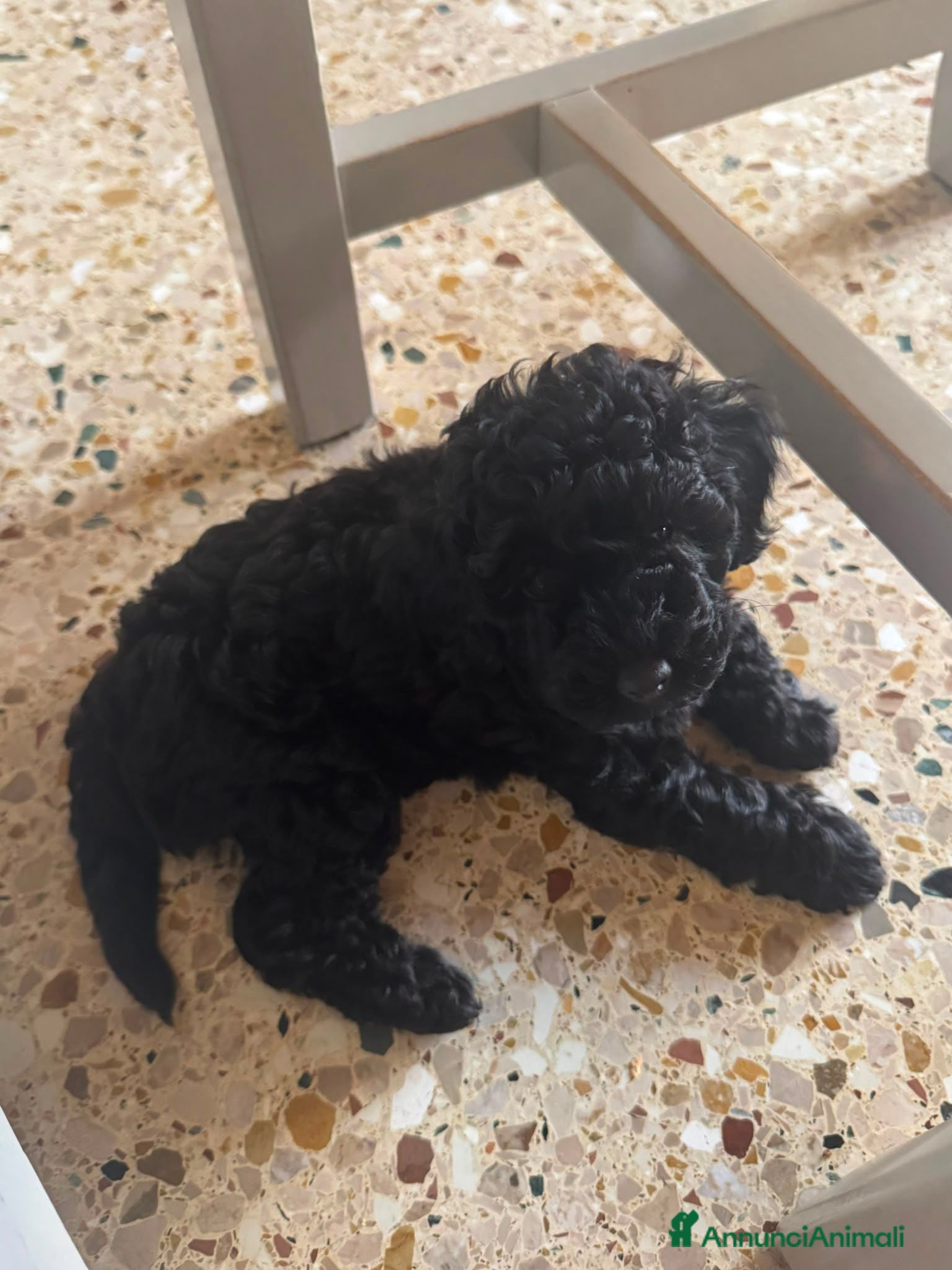 Meticcio cani Cucciolo barboncino nero femmina - Annuncio 5
